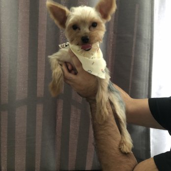 LILO'S Mobile Pet Spa - Leo - Pet Groomers Near Me LILO'S Mobile Pet Spa - Leo - Pet Groomers Near Me