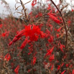 Ulistac Natural Area - Autumn flowers