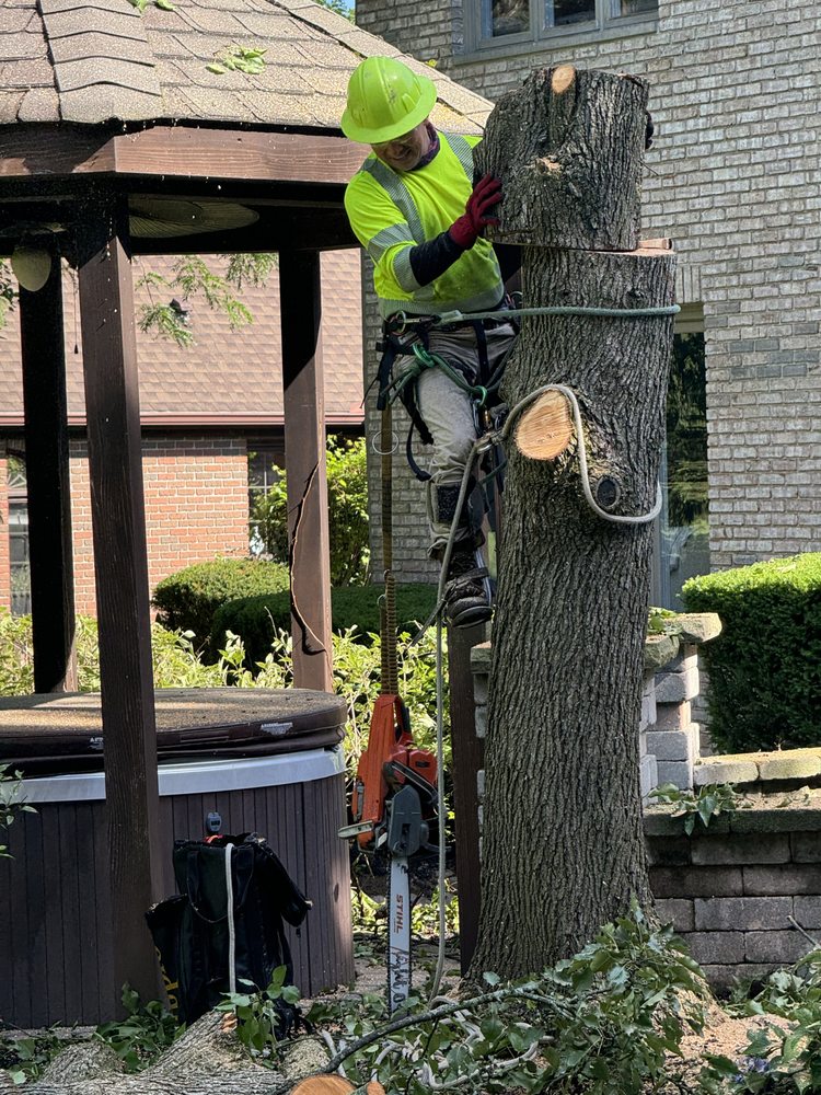 Mondrea Tree - tree service in Cleveland, OH
