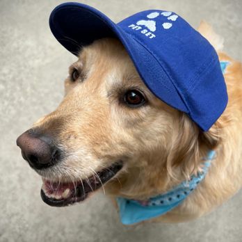 The Pet Set - The pet set hat we won in the raffle - Pet Sitting Near Me - Long Beach, California