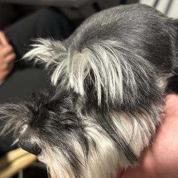 Isabel's Dog Grooming - Pet Groomers Near Me - Peoria, Arizona