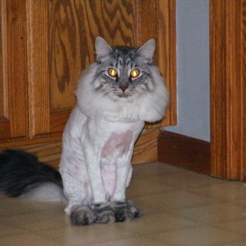 Abigail's Top Knots & Tails - I FEEL SO MUCH BETTER AFTER A SHAVE & BATH. ASH THANX ABIGAIL - Pet Services Near Me - Antioch, Illinois Abigail's Top Knots & Tails - I FEEL SO MUCH BETTER AFTER A SHAVE & BATH. ASH THANX ABIGAIL - Pet Services Near Me - Antioch, Illinois