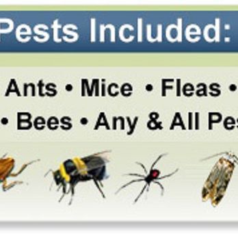 Beyond Pest Control - Pest Control Near Me - Astoria, New York Beyond Pest Control - Pest Control Near Me - Astoria, New York