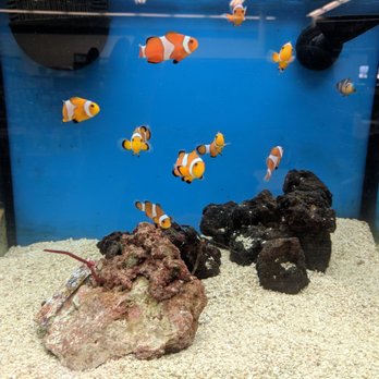 Petco - Clown fish or Nemo's - Pet Stores Near Me - Van Nuys, California Petco - Clown fish or Nemo's - Pet Stores Near Me - Van Nuys, California