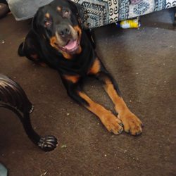 San Diego Rotweiller Rescue - 619-430-6177 Rex 4 yr