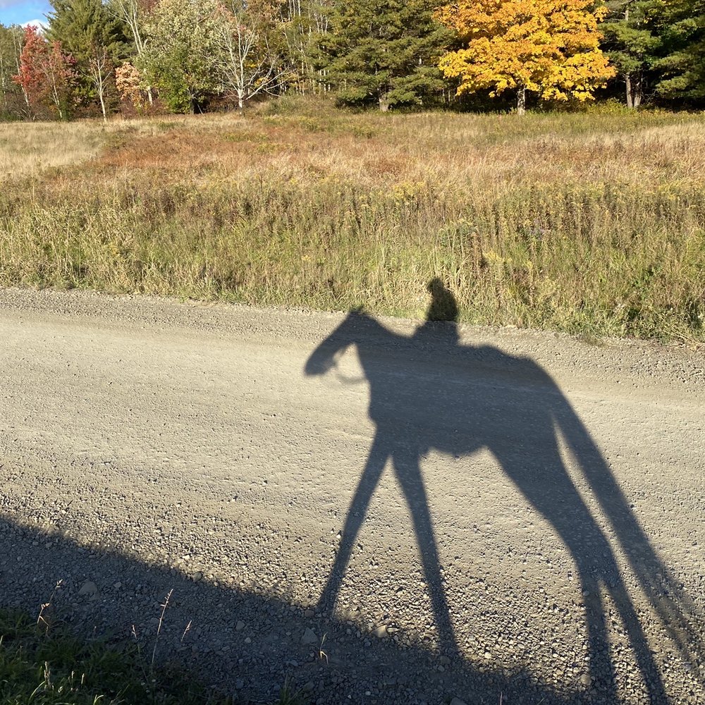 Mountain Rose Farm - Horseback Riding Near Me - Savona, New York Mountain Rose Farm - Horseback Riding Near Me - Savona, New York