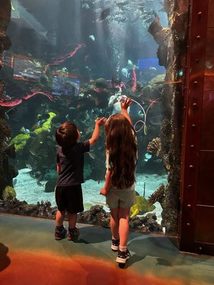 The Aquarium at Silverton Casino by null
