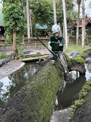 St. Augustine Alligator Farm Zoological Park by null