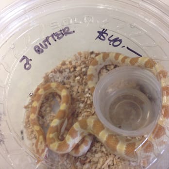 Amazon Reptile Center - Butter cornsnake - Reptile Shops Near Me - Montclair, California Amazon Reptile Center - Butter cornsnake - Reptile Shops Near Me - Montclair, California
