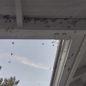 Bee Removal Pros - Pest Control Near Me - Murrieta, California Bee Removal Pros - Pest Control Near Me - Murrieta, California