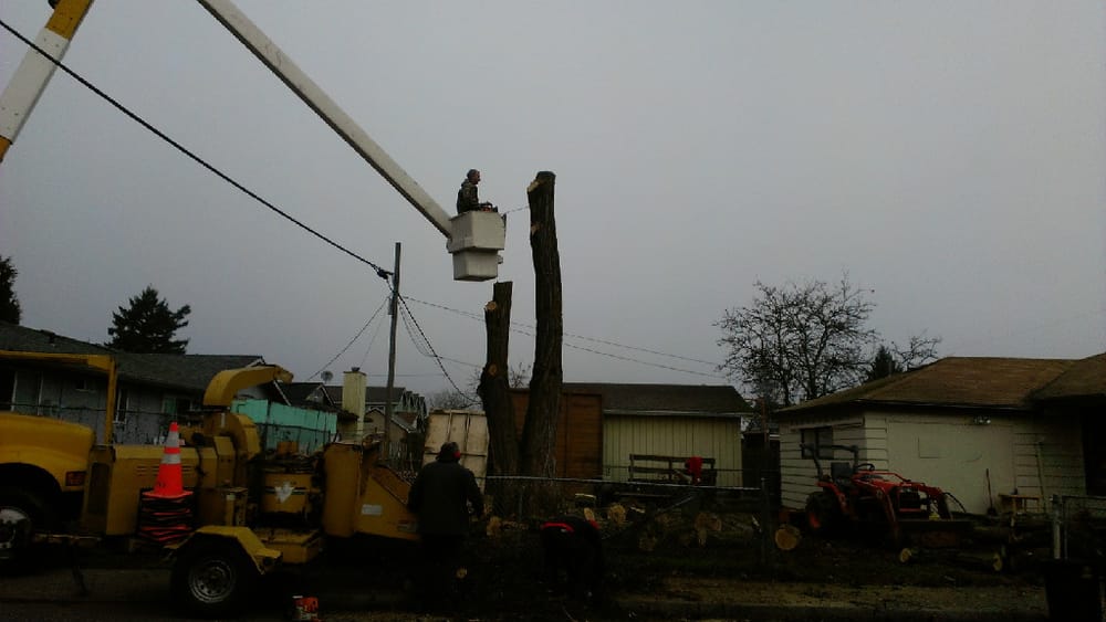 Timberland Tree Service - tree service in Portland, OR