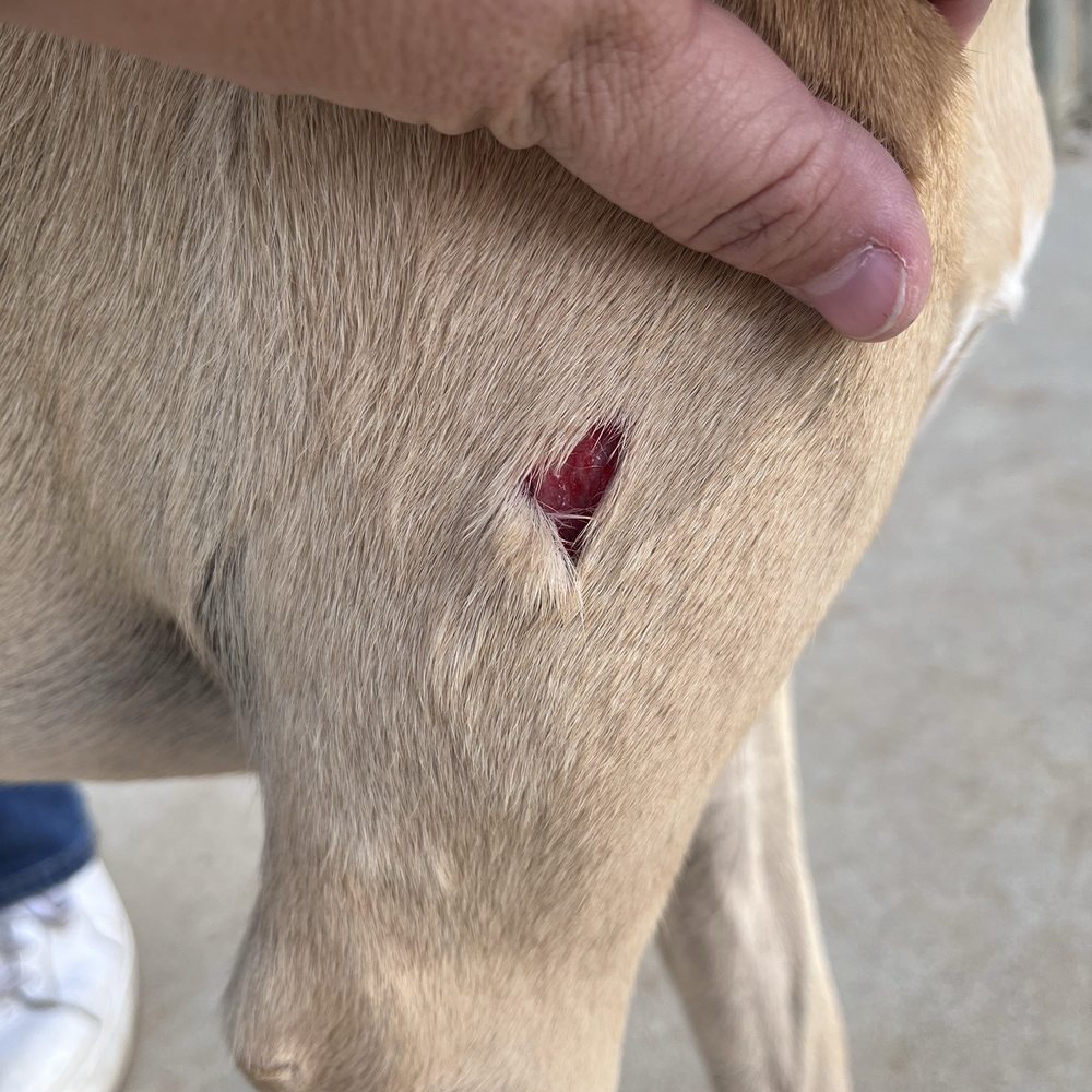 MedVet Silicon Valley - Before, a dog attacked her at Morgan hill dog park - Veterinarians Near Me - San Jose, California MedVet Silicon Valley - Before, a dog attacked her at Morgan hill dog park - Veterinarians Near Me - San Jose, California