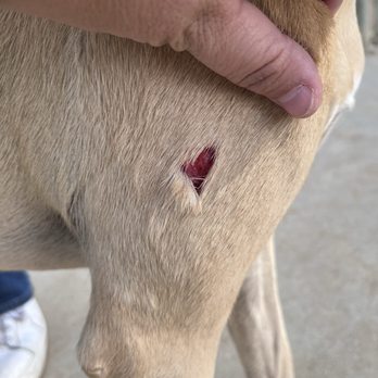 MedVet Silicon Valley - Before, a dog attacked her at Morgan hill dog park - Veterinarians Near Me - San Jose, California MedVet Silicon Valley - Before, a dog attacked her at Morgan hill dog park - Veterinarians Near Me - San Jose, California