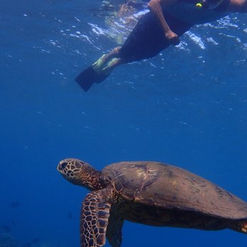 Shoreline Snorkel - Snorkeling Near Me - Lahaina, Hawaii Shoreline Snorkel - Snorkeling Near Me - Lahaina, Hawaii