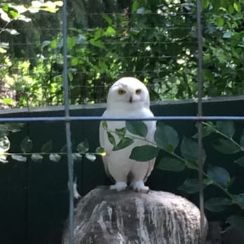 Edmonton Valley Zoo - Snowy owl - Zoos Near Me - Edmonton, Alberta