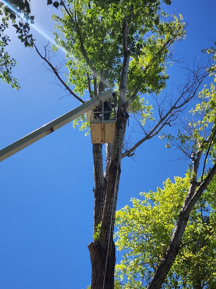 Affordable Tree Services - veterans service organization in Los Alamos, NM