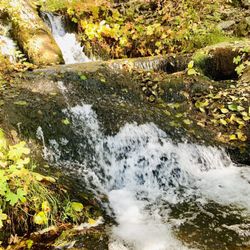 Nelder Grove - November 3, 2019 Sunday