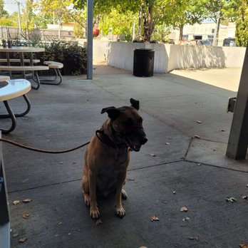 Char Bar - dog friendly patio - Southern Near Me - Kansas City, Missouri Char Bar - dog friendly patio - Southern Near Me - Kansas City, Missouri