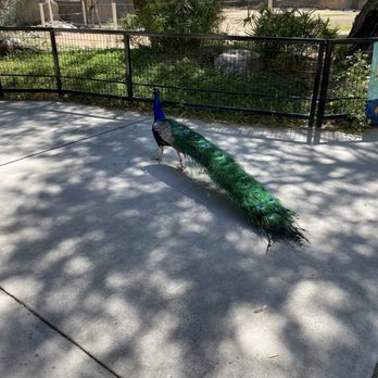 Reid Park Zoo - Zoos Near Me - Tucson, Arizona