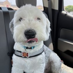 Reeves family farm - I had to wait in the car because no puppies are allowed on property But I got a bite of peach ice cream for being a good boy!