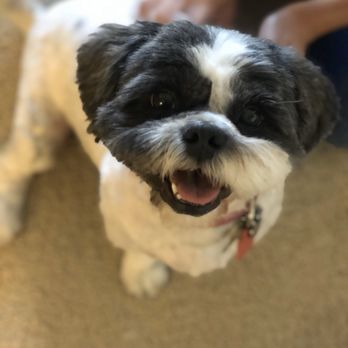 M & J Pet Grooming - Clean and freshly groomed! - Pet Groomers Near Me - Sunnyvale, California M & J Pet Grooming - Clean and freshly groomed! - Pet Groomers Near Me - Sunnyvale, California