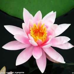 Nashville Acupuncture & Herbs - Lotus