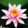Nashville Acupuncture & Herbs gift card