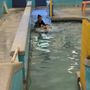 Photo of Paws To Swim