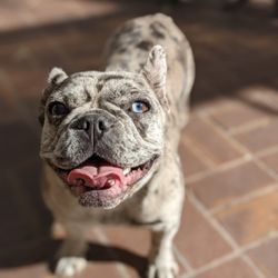 Fetch! Pet Care of South Miami