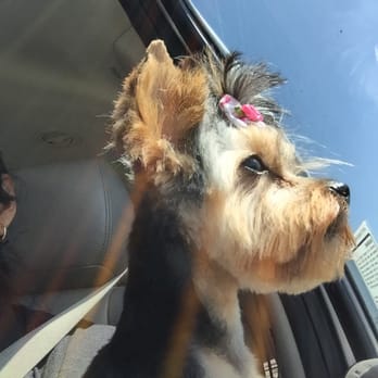 Riverside Grooming - Awesome work - Pet Groomers Near Me - Riverside, California