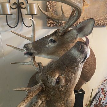 Pee Wee's Taxidermy - Deer mount - Taxidermy Near Me Pee Wee's Taxidermy - Deer mount - Taxidermy Near Me