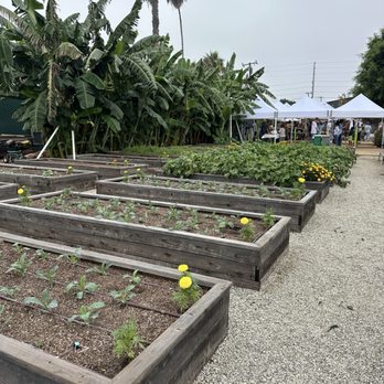 Alma Backyard Farm - Garden - Farmers Market Near Me - Compton, California Alma Backyard Farm - Garden - Farmers Market Near Me - Compton, California