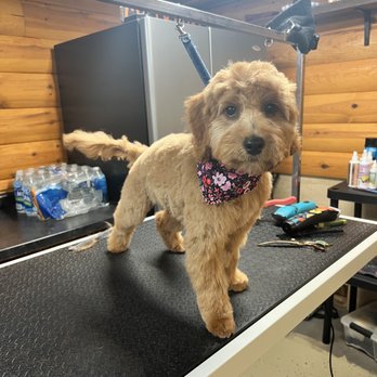 Dirty Paws - Pet Groomers Near Me - Plainwell, Michigan
