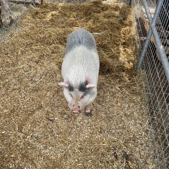 Golden State Hay - Piggy - Livestock Feed & Supply Near Me - Santa Paula, California Golden State Hay - Piggy - Livestock Feed & Supply Near Me - Santa Paula, California
