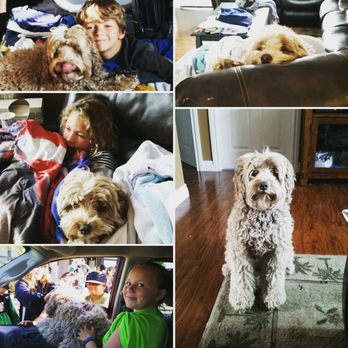 Shadow Mountain Labradoodles - many faces of belle - Pet Breeders Near Me Shadow Mountain Labradoodles - many faces of belle - Pet Breeders Near Me