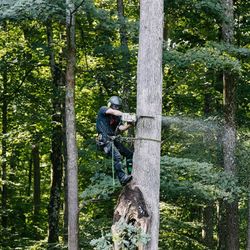Scarpone Tree Service