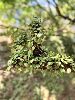 Kadoorie Farm and Botanic Garden by null