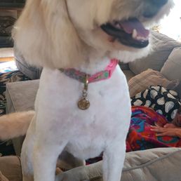 Dolly was very happy after Lexi completed her grooming session!