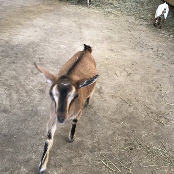 Charmingfare Farm - Zoos Near Me - Candia, New Hampshire