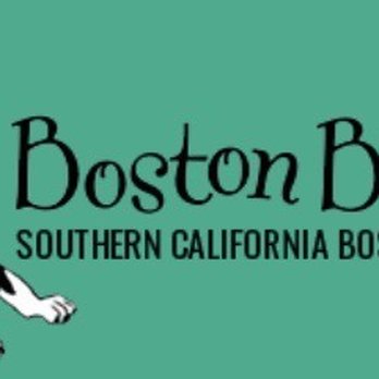 BostonBuddies - Boston Buddies is a Southern Californa Boston Terrier Rescue. - Animal Shelters Near Me - Huntington Beach, California BostonBuddies - Boston Buddies is a Southern Californa Boston Terrier Rescue. - Animal Shelters Near Me - Huntington Beach, California