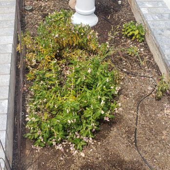 TruGreen Lawn Care - More dead Flowers - Tree Services Near Me - Irwindale, California TruGreen Lawn Care - More dead Flowers - Tree Services Near Me - Irwindale, California
