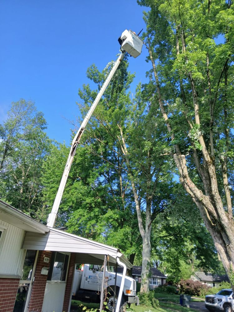 Lopezitos Trees Service - tree service in Columbus, OH