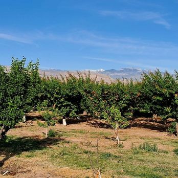 Gilcrease Orchard - Orchard view - Fruits & Veggies Near Me - Las Vegas, Nevada Gilcrease Orchard - Orchard view - Fruits & Veggies Near Me - Las Vegas, Nevada