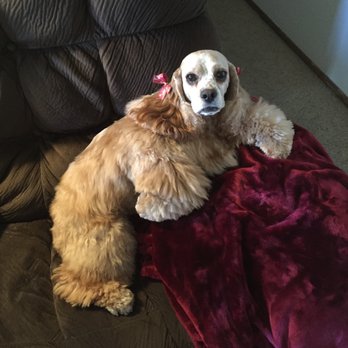 Oregon Veterinary Referral Associates - Precious Daisy - Veterinarians Near Me - Springfield, Oregon Oregon Veterinary Referral Associates - Precious Daisy - Veterinarians Near Me - Springfield, Oregon