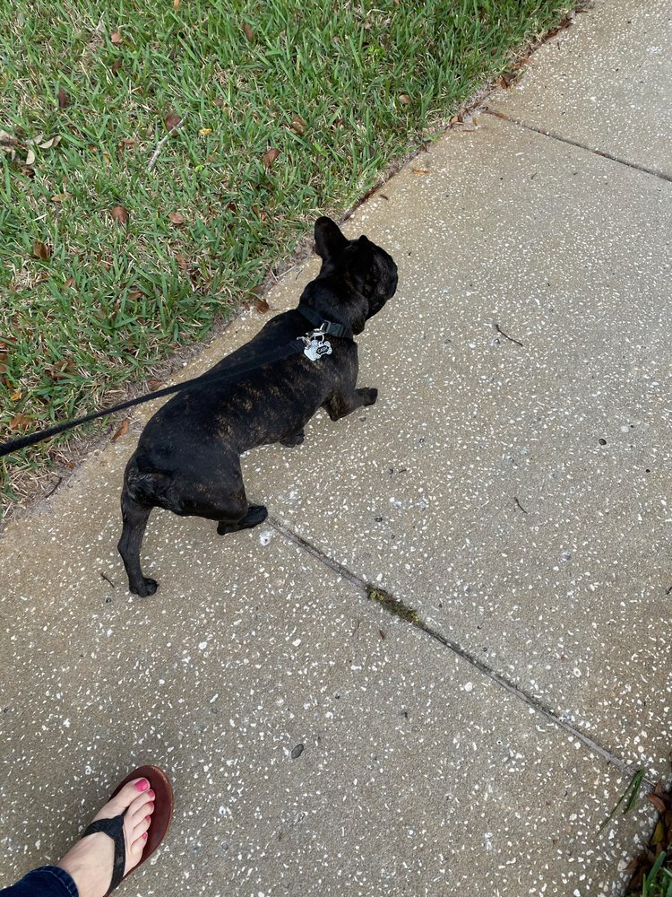 COCO CHANEL’S KENNEL 66 Photos Pet Boarding Fort Lauderdale , FL