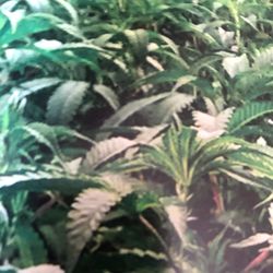 Sow Cal Hydroponics - Awesome Customer service. I stoped in to get a starter kit an the whole experience was top notch. 5stars
