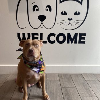 Doggie Dos - Pet Groomers Near Me - La Mesa, California Doggie Dos - Pet Groomers Near Me - La Mesa, California