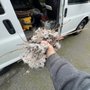Photo of WA Duct Cleaners