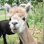 Photo of Ad Astra Alpacas
