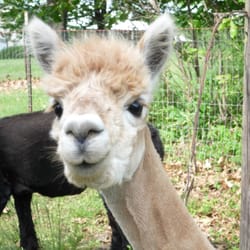 Ad Astra Alpacas